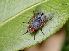 Calliphora dubia