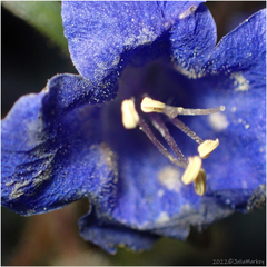 Phacelia campanularia
