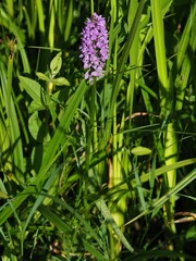 Dactylorhiza majalis baltica