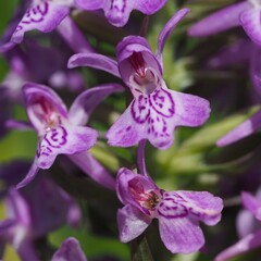 Dactylorhiza majalis baltica