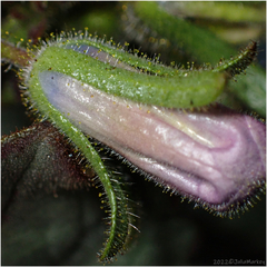 Phacelia campanularia