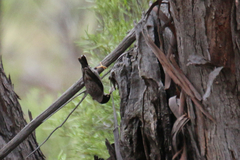 Daphoenositta chrysoptera