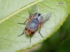 Calliphora dubia