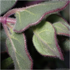 Scutellaria mexicana