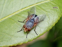 Calliphora dubia