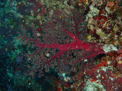 Chironephthya