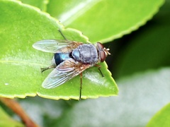 Calliphora dubia