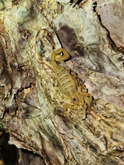 Centruroides exilicauda