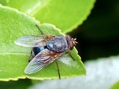 Calliphora dubia