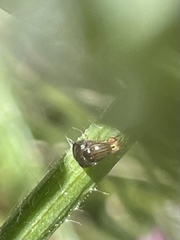 Steganopsis melanogaster