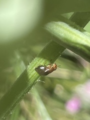 Steganopsis melanogaster