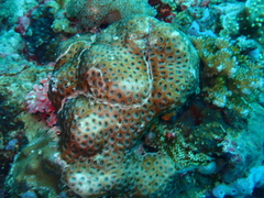 Palythoa tuberculosa
