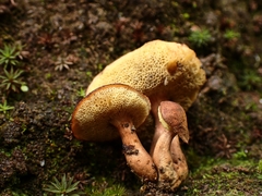 Gyroporus
