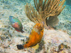 Cantherhines macrocerus