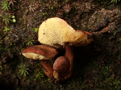 Gyroporus