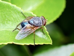 Calliphora dubia