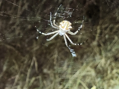 Argiope argentata