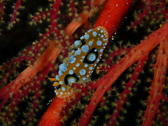 Phyllidia ocellata