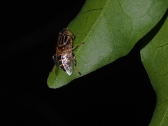 Eristalinus quinquestriatus