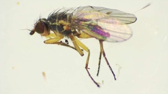 Phytomyza syngenesiae