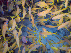 Haemulon flavolineatum