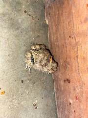 Pleurodema brachyops