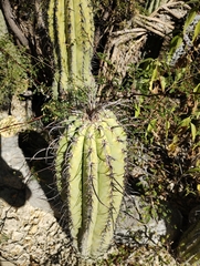 Cactoideae