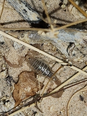 Vaejovidae