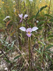 Diuris punctata