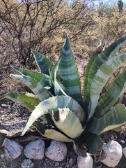 Agave marmorata