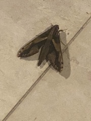Xylophanes ceratomioides