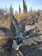 Agave marmorata