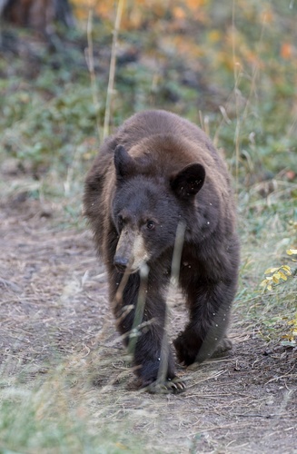 American Black Bear photographed in Colorado