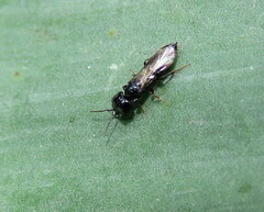 Chilepyris