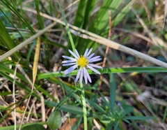 Symphyotrichum simmondsii