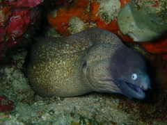 Gymnothorax thyrsoideus