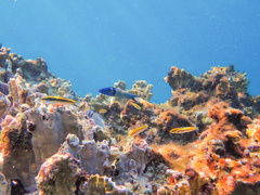 Thalassoma bifasciatum