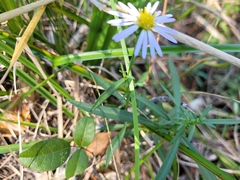 Symphyotrichum simmondsii