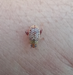 Calotheca
