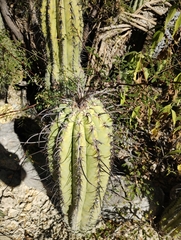 Cactoideae