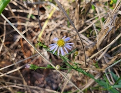 Symphyotrichum simmondsii