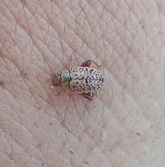 Calotheca