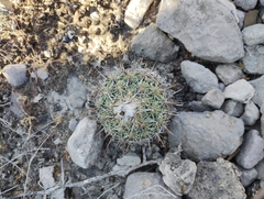 Coryphantha pallida