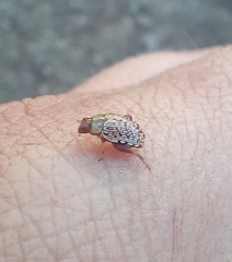 Calotheca