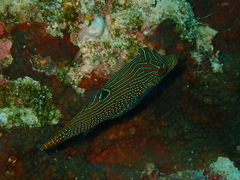 Canthigaster papua