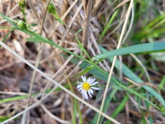 Symphyotrichum simmondsii