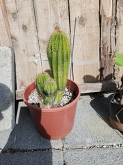 Echinopsis