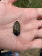 Stigmodera macularia