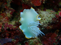 Ardeadoris egretta