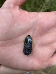 Stigmodera macularia